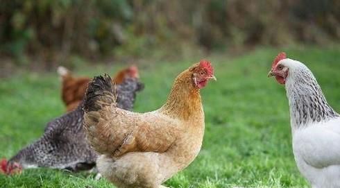 鸡得了大肠杆菌怎么治疗