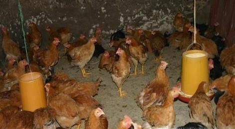 鸡得了大肠杆菌怎么治疗