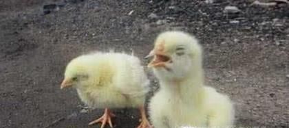 鸡得了大肠杆菌怎么治疗