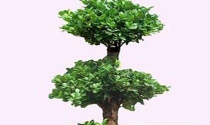 养什么植物最旺财运