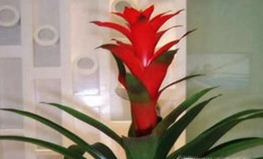 养什么植物最旺财运