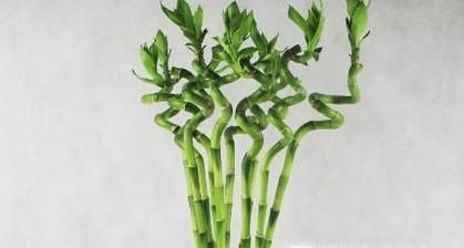 养什么植物最旺财运