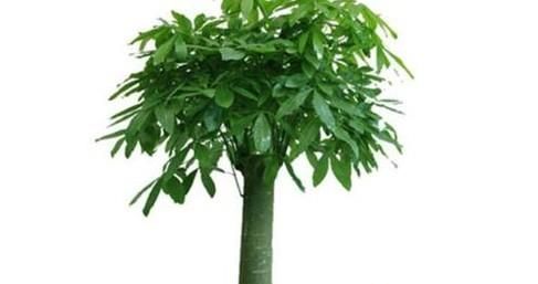 养什么植物最旺财运