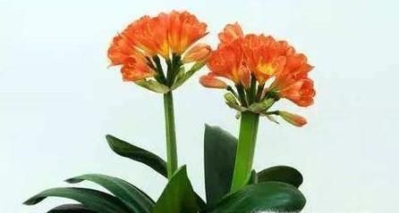 养什么植物最旺财运