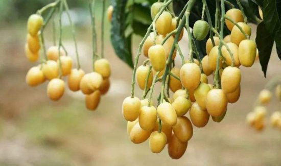 广西黄皮果功效与作用