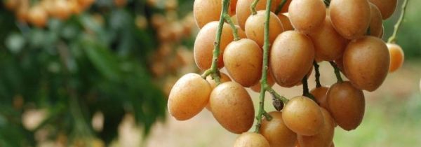 广西黄皮果功效与作用