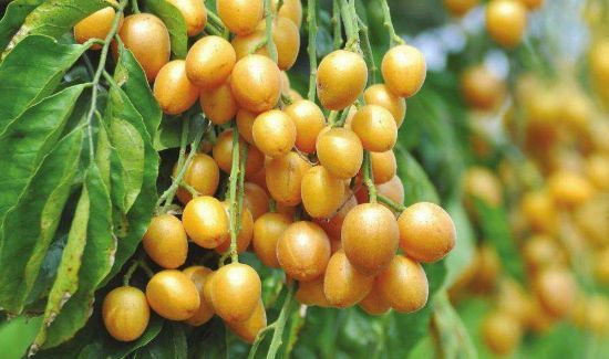 广西黄皮果功效与作用