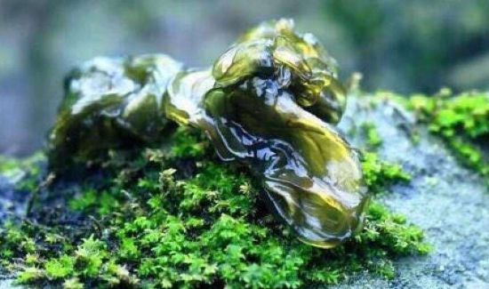 地皮菜能冷冻吗