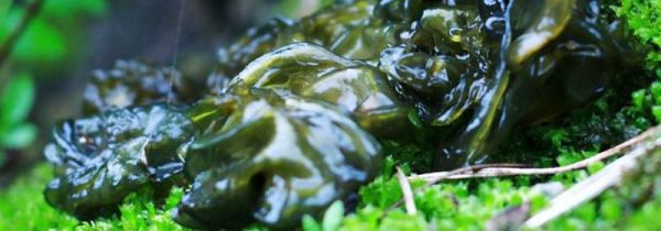 地皮菜能冷冻吗