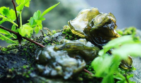 地皮菜能冷冻吗