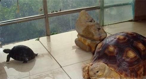 怎样让爱龟开口吃东西