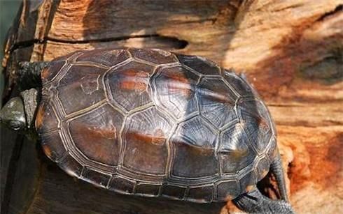 怎样让爱龟开口吃东西