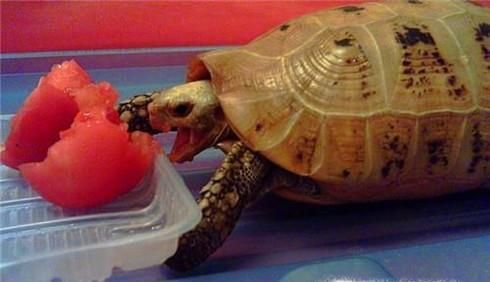 怎样让爱龟开口吃东西