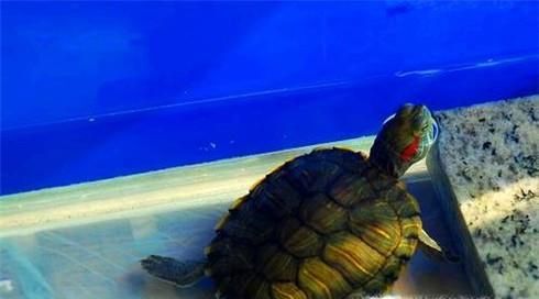 怎样让爱龟开口吃东西