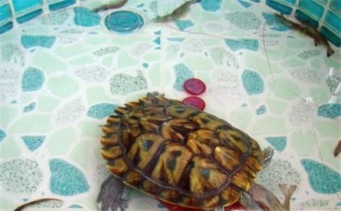 怎样让爱龟开口吃东西