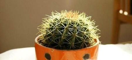 电脑旁边适合放什么植物？