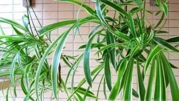 新装修的房子，新家具，如何快速去甲醛？