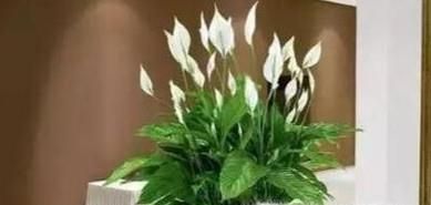 电脑旁边适合放什么植物？