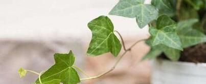 电脑旁边适合放什么植物？