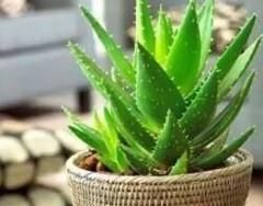 电脑旁边适合放什么植物？