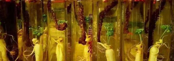 一根鹿鞭能泡酒多少斤