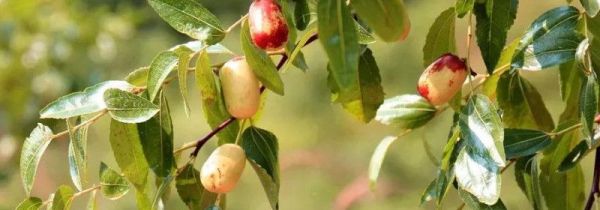 枣树叶泡水喝的功效与作用