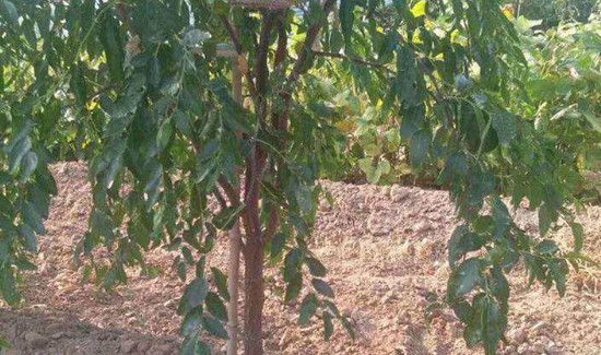 枣树叶泡水喝的功效与作用