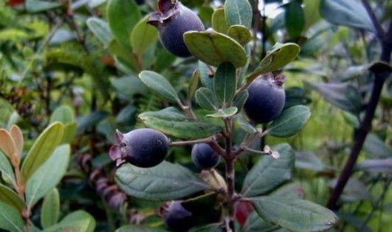 桃金娘泡酒有什么功效