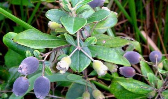 桃金娘泡酒有什么功效