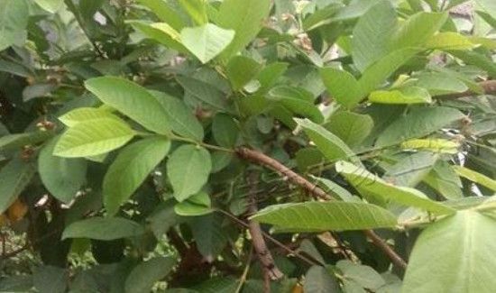 番石榴叶子煮水的功效