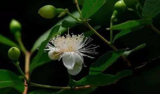 番石榴叶子煮水的功效