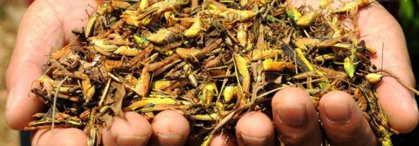 蝗灾的蝗虫为什么不能吃