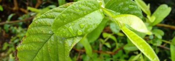 番石榴叶子煮水的功效