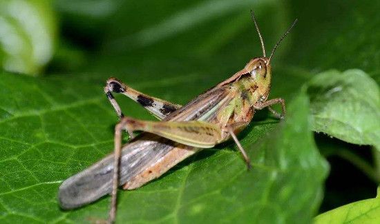 蝗灾的蝗虫为什么不能吃