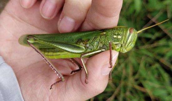 蝗灾的蝗虫为什么不能吃