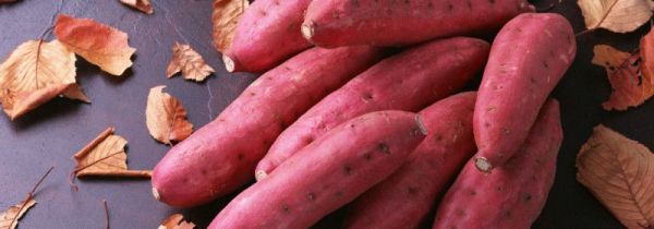 白薯发芽有毒么