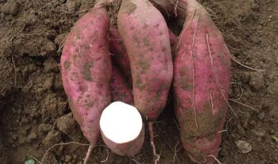 白薯发芽有毒么