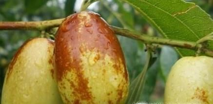 女人吃枣子有什么好处,每天吃几个枣好