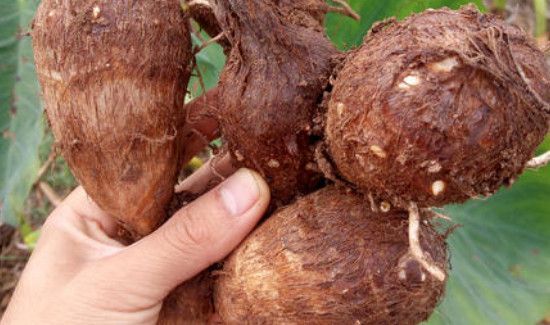 毛芋头发芽了以后能吃吗