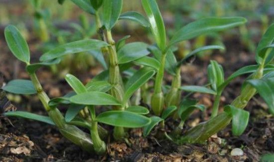 鲜石斛每天吃多少合适