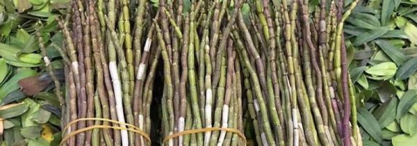 鲜石斛每天吃多少合适