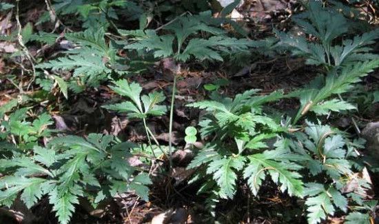 黄连泡水一天喝几次