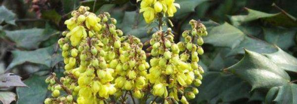 黄连泡水一天喝几次