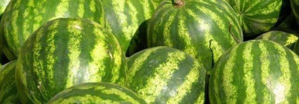 怎么知道西瓜成熟可摘了