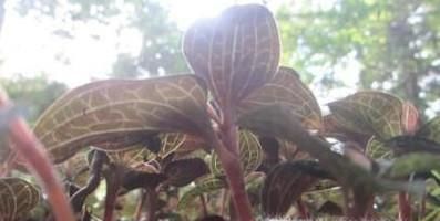 金线莲吃法与功效？