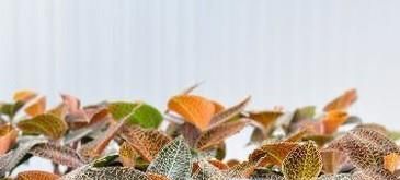 金线莲吃法与功效？