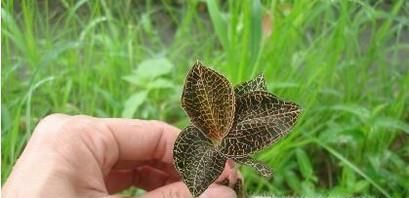 金线莲吃法与功效？