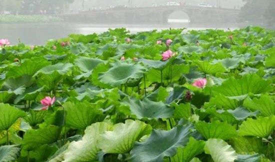 2020上海什么时候出梅