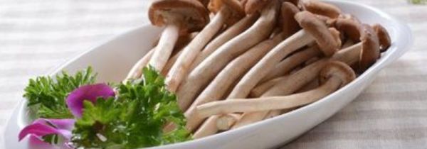 茶树菇不适宜人群