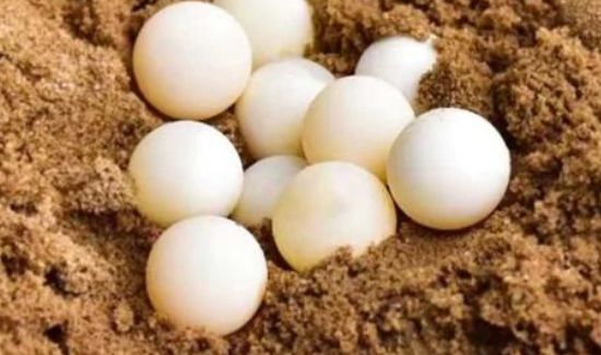 草龟蛋可以吃吗有什么功效